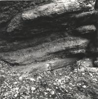 Krytofovy kameny - kmen araukauritu, Pavla Grtlerov, 2004