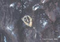 Vvr Punkvy - ez schrnkou brachiopoda, laneck vpence, Amatrsk jeskyn, Pavel Hanl, 1998