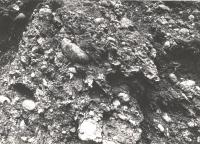 Skaln stna v Petrovicch - petrovick vrstvy aclskho souvrstv, Boena Havlkov, 1965