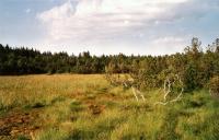 Raelinn jezrko na severnm okraji  Velkho molu, Pavla Grtlerov, 2003