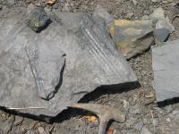 tufitick pskovce a antracitick bidlice s vskyty zkamenlin, Bedich Mloch, 2003