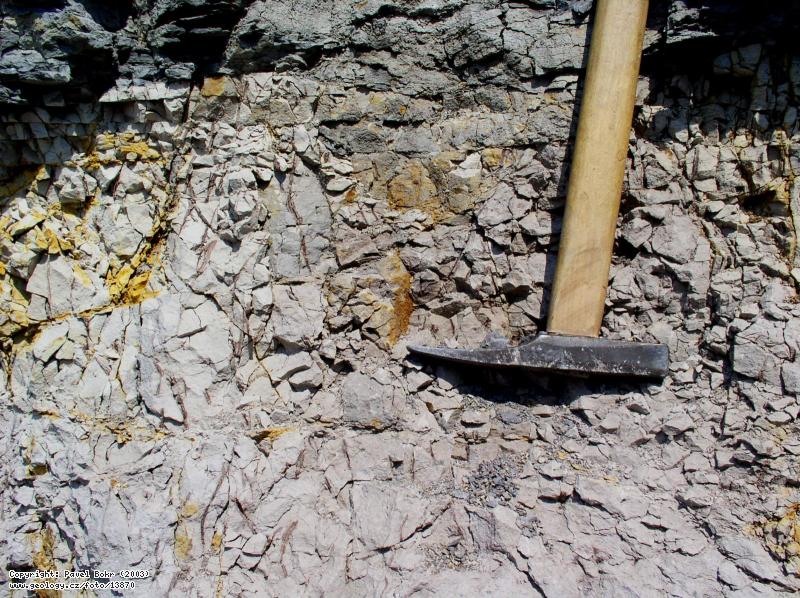 Fotografie Fosilizovan konky rostlin: Fosilizovan konky rostlin v kdovm sedimentu, Cihelna v Baantnici