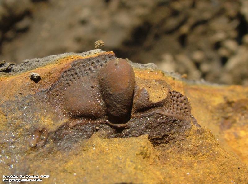Fotografie Deanaspis: Zkamenlina trilobita rodu Deanaspis ve vpnit konkreci, Zahoany, pole smrem k Berounu