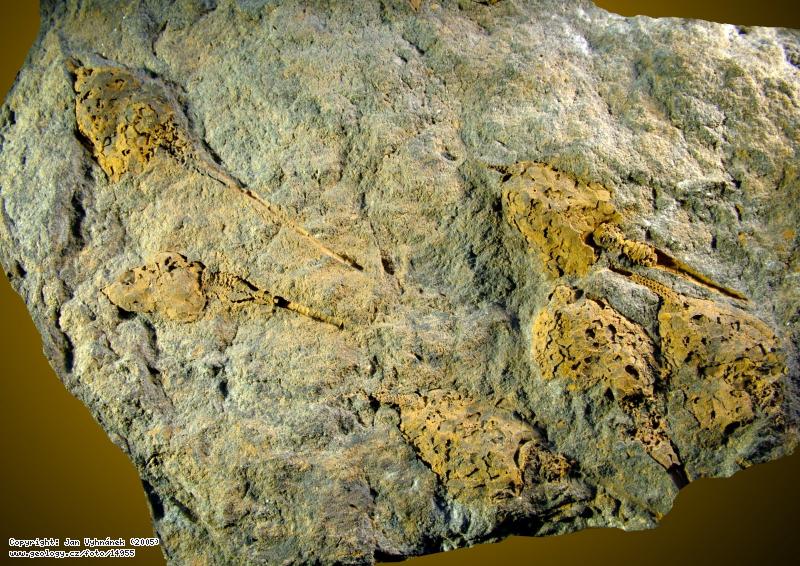 Fotografie Dendrocystites barrandei: Zkameněliny ostnokožců Dendrocystites barrandei, Zahořany, svahy Dědu