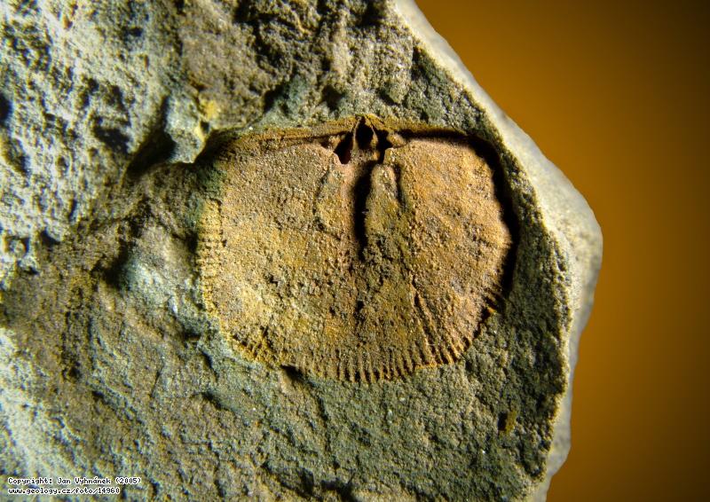 Fotografie Ramenonožec: Zkamenělina ramenonožce, Zahořany, svahy Dědu