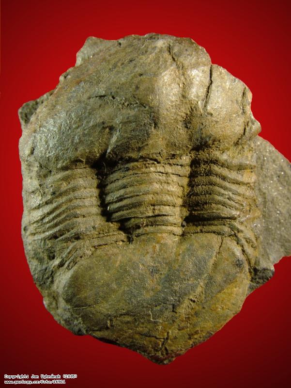 Fotografie Trilobit Stenopareia panderi: Zkamenlina trilobita Stenopareia panderi, Krlv Dvr