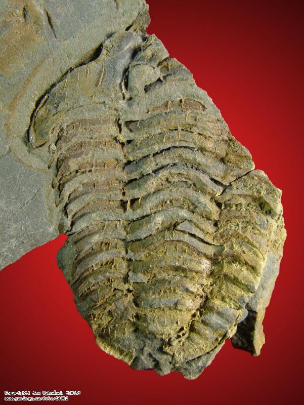 Fotografie Trilobit rodu Flexicalymene: Zkamenlina trilobita rodu Flexicalymene, Levn - Lucberk (dlnin zez)