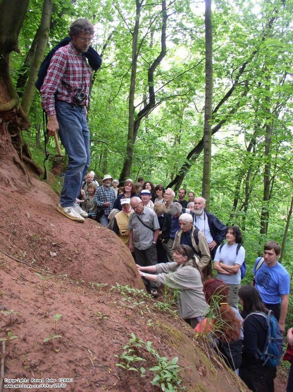 Fotografie Kryry: Pskovce s proplstky prachovc lskho souvrstv v Kryrech pod Schillerovou rozhlednou, Kryry - svah pod Schillerovou rozhlednou