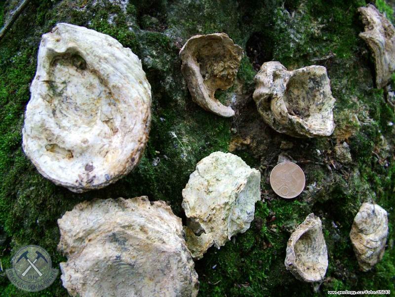 Photo : shells of Ostrea digitalina, Knechtv lom