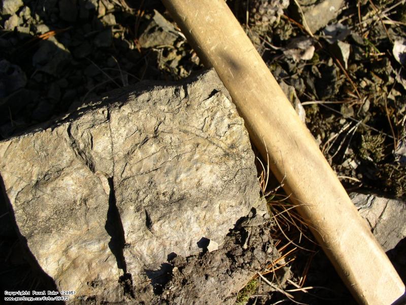 Fotografie Ichnofosilie v prachovci: Ichnofosilie v prachovci zahoanskho souvrstv, Beroun, u dlninho njezdu D5 Beroun - vchod