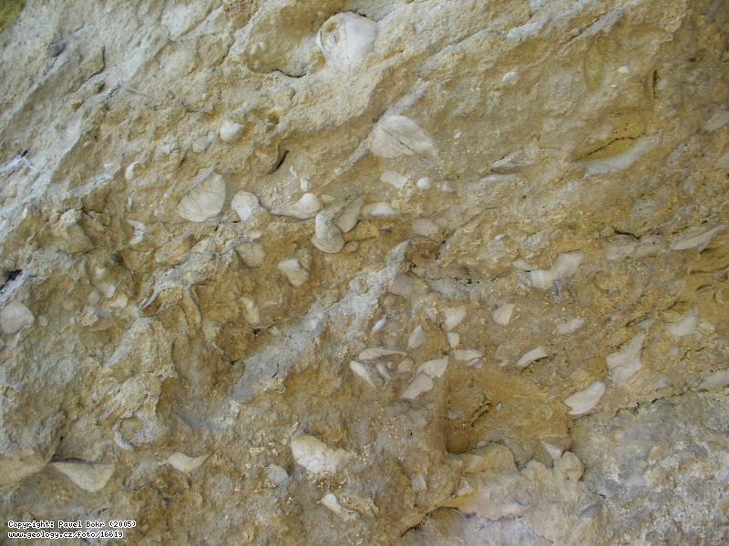 Fotografie Zkamenl kdov stice: Zkamenl kdov stice, Mezholezy - Nov Lhota