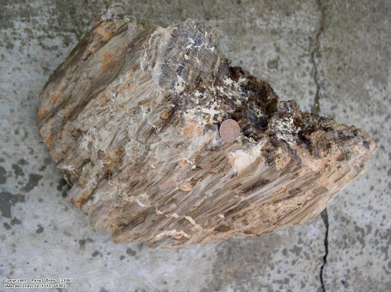 Fotografie Zkamenl kmen: Zkamenl kmen karbonskho stromu z Kaznjova, Kaznjov - kaolinov dl