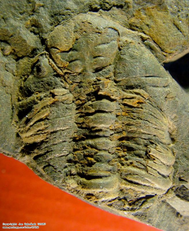 Fotografie Zkamenlina trilobita: Zkamenlina trilobita Dalmanitina elfrida, Beroun - Na Vinici