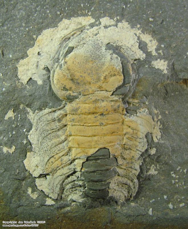 Fotografie Zkamenlina trilobita: Zkamenlina trilobita Amphytrion radians, Levn - Lucberk
