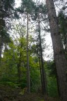 Pvodn typ borovice lesn (pinus sylvestris) vzanch  na such hbety piskovcovch skal, Jaroslav Valeka, 2009