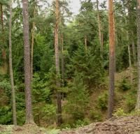 Pskovcov skaln hbety porostl pvodnm typem borovice lesn (Pinus sylvestris)postupn pechzej do rokl do smrkovho porostu., Pavla Grtlerov, 2009