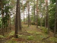 Pskovcov skaln hbety porostl pvodnm typem borovice lesn (Pinus sylvestris), Pavla Grtlerov, 2009