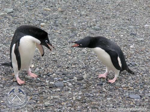 Photo : , Antarktida