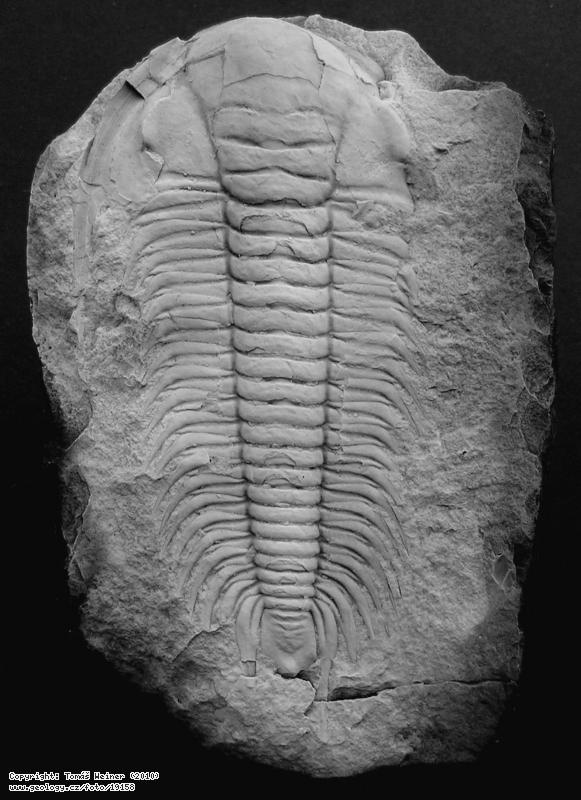 Fotografie Paradoxides gracilis: Trilobit Paradoxides gracilis (Jince), Jince (okol obce)