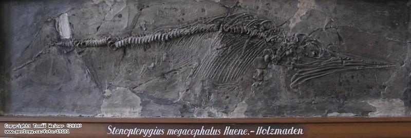 Fotografie Stenopterygius: kostra rybojetra rodu Stenopterygius, Holzmaden