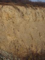 V nadloží jurské sedimenty (střední oxford)– převážně vápence – nasedající s úhlovou diskordancí na zvrásněné hádsko-říčské vápence líšeňského souvrství (svrchní devon). , Eva Jarolímová, 2006