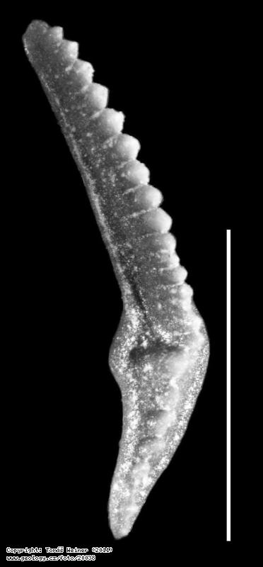 Photo : Palmatolepis gracilis gracilis (Conodonta), Severn okol Ln