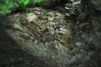 Odkryv po vvratu stromu odkrv tenkou slojku ernho uhl, kter je v lev sti fotografie peruena zlomem., Jan Malk, 2011