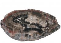 Chalcedon a zhnda ve vplni dutiny bazaltandezitu z lokality Kozlov, velikost vzorku v podln ose 35 cm, ze sbrky L. Hromdka, Marcela Strkov, 2011