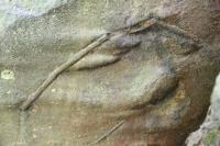 Skaln vchoz v lukovskch vrstvch- proudov lineace a fosiln stopy na spodn vrstevn ploe, Roman Novotn, 2011