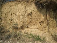 Sprae a n terasy Svratky. Kvartrn sedimenty na behu Brnnsk pehrady  celkov pohled na profil., Jan Vt, 2009