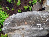 Detail intruzivnho kontaktu mezi granitem typu Weinsberg a biotitickm migmatitem. Vrchol kty Smrina 1338 m., Jaroslava Pertoldov, 2010