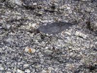 Mafick mikrogranulrn enklva v porfyrickm biotitickm granitu typu Weinsberg, Tokanit. Velikost enklvy v nejdelm smru je 35 cm., Krytof Verner, 2010