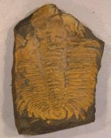 Velk trilobit Hydrocephalus carens (velikost vzorku cca 10 cm). Oranov barva zkamenlin je typick pro skryjsko-tovickou oblast. , Radko ari, 2012