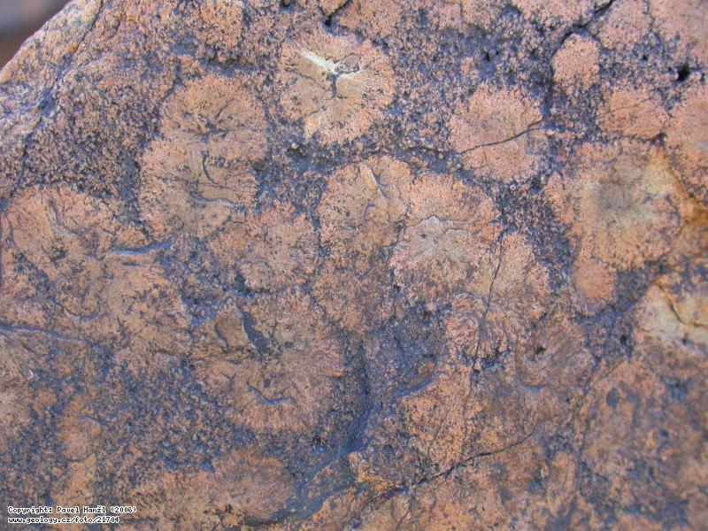 Photo : Spherulite in rhyolite, Gobi Altai, Gobi Altaj