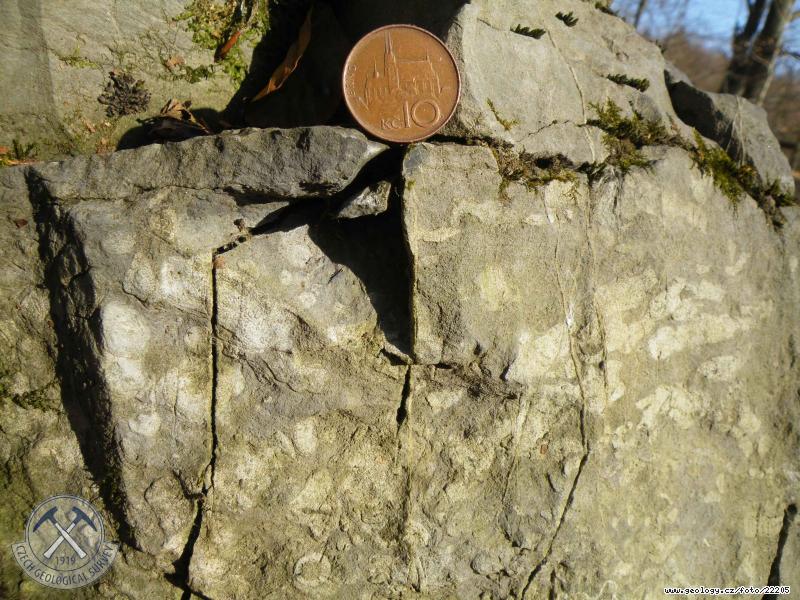 Fotografie vpence: fosilifern sloupsk vpence, BO174