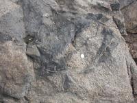 Dioritov xenolity v granodioritech brnnskho masivu z lokality Rokle u Brnnsk pehrady., Pavel Hanl, 2014