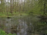 Meandry v rznm stupni aktulnho vvoje uprosted rozshlho komplexu zaplavovanch lunch les., Motykov Kamila - r Ji, 2005