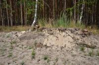 Celkov mocnost navtch psk pleistocnn duny dosahuje 4 m. , Motykov Kamila - r Ji, 2015