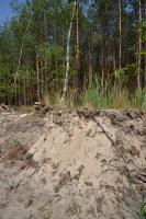 Celkov mocnost navtch psk pleistocnn duny dosahuje 4 m. , Motykov Kamila - r Ji, 2015