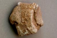 Tabultn korl rodu Favosites z gotlandskho siluru. Nlez z glacifluvilnch sediment Star kaolnov jmy. Rozmry: 90x70x50 mm. , Daniel Nvlt, 2006