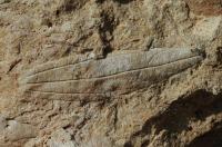 Vznamn paleontologick lokalita flry svrchnho eocnu, zvlt hojn se zde nalzaj listy subtropickch strom., Motykov Kamila - r Ji, 2015