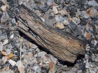 Odkryt horizont novosedelskho souvrstv z rozhran oligocnu a miocnu (st piblin 23,5 milionu let) v sob skrv velk mnostv zbytk strom, kter byly pi sopenm vbuchu zasypny vrstvami tuf. , Motykov Kamila - r Ji, 2009