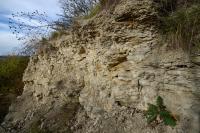 Paleontologicky bohat lokalita se stednoturonskou faunou v bazlnch sedimentech jizerskho souvrstv., Motykov Kamila - r Ji, 2014