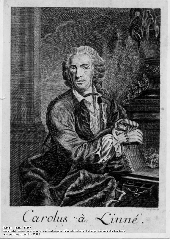 Fotografie Linn,  Carl  von (1707  1778): Linn,  Carl  von (1707  1778), 