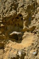 Ve stn pskov jmy je odkryt relikt nporov eln morny, dokldajc kontinentln zalednn v oblasti., Motykov Kamila - r Ji, 2013