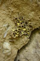 Ve stn pskov jmy je odkryt relikt nporov eln morny, dokldajc kontinentln zalednn v oblasti., Motykov Kamila - r Ji, 2008