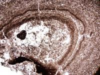 Mikroskopick snmek akren lapilli velikosti 2 cm nalezen v bloku pyroklastik lomu Vidochov-Zlatnice., Marcela Strkov, 2013