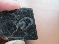 Nlezy zkamenlin v hrub krystalickch ernch vpencch (