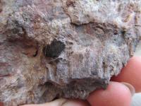 Nlezy zkamenlin vtevnatho korlu v hrub krystalickch ernch vpencch (