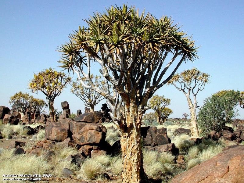 Photo Quiver tree: Endemic quiver tree at Keetmanshoop in Namibia, 